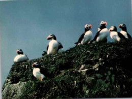 Macareux Moine. ( Photo F. Duncombe ). Réserve Ornithologique Des Sept îles - Uccelli