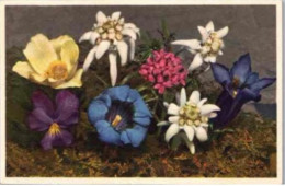 Flora Alpina -  Anémone, Daphné Striata, Viola Calcarata, Gentiane Acaulis, Leontopodium Alpinum - Flowers