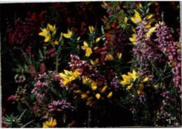 Bruyère Et Genets. -   Bretagne En Couleurs. Avec Un Tète De Louis Tiercelin - Flowers