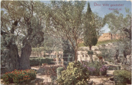 Gethsemane - Palestine