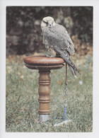 Oiseau, Faucon Sacré - Volerie Du Forez Marcilly Le Chatel (cp Vierge C. Levet Photographe) - Uccelli