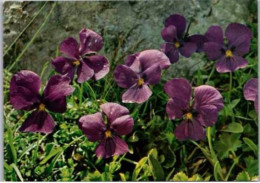 Pensée Des Alpes.  -   Viola Calcarata.     Flore De Montagne.   Carte Suisse - Flowers