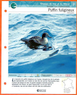 PUFFIN FULIGINEUX Oiseau Illustrée Documentée  Animaux Oiseaux Fiche Dépliante Animal - Animals