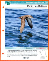 PUFFIN DES BALEARES Oiseau Illustrée Documentée  Animaux Oiseaux Fiche Dépliante Animal - Animaux