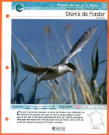 STERNE DE FORSTER Oiseau Illustrée Documentée  Animaux Oiseaux Fiche Dépliante Animal - Dieren