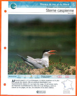 STERNE CASPIENNE Oiseau Illustrée Documentée  Animaux Oiseaux Fiche Dépliante Animal - Dieren