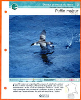 PUFFIN MAJEUR Oiseau Illustrée Documentée  Animaux Oiseaux Fiche Dépliante Animal - Tiere