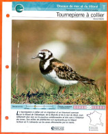 TOURNEPIERRE A COLLIER Oiseau Illustrée Documentée  Animaux Oiseaux Fiche Dépliante Animal - Animaux