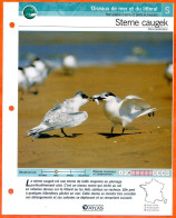 STERNE CAUGEK Oiseau Illustrée Documentée  Animaux Oiseaux Fiche Dépliante Animal - Animaux
