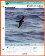 PETREL DE BULWER Oiseau Illustrée Documentée  Animaux Oiseaux Fiche Dépliante Animal - Dieren
