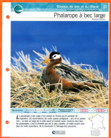 PHALAROPE A BEC LARGE Oiseau Illustrée Documentée  Animaux Oiseaux Fiche Dépliante Animal - Dieren