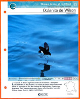 OCEANITE DE WILSON Oiseau Illustrée Documentée  Animaux Oiseaux Fiche Dépliante Animal - Tiere