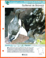 GUILLEMOT DE BRUNNICH Oiseau Illustrée Documentée  Animaux Oiseaux Fiche Dépliante Animal - Tiere