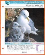 MOUETTE TRIDACTYLE Oiseau Illustrée Documentée  Animaux Oiseaux Fiche Dépliante Animal - Animals