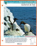 GUILLEMOT DE TROIL Oiseau Illustrée Documentée  Animaux Oiseaux Fiche Dépliante Animal - Dieren