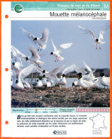 MOUETTE MELANOCEPHALE Oiseau Illustrée Documentée  Animaux Oiseaux Fiche Dépliante Animal - Tiere