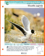 MOUETTE PYGMEE Oiseau Illustrée Documentée  Animaux Oiseaux Fiche Dépliante Animal - Animaux