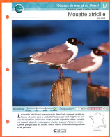 MOUETTE ATRICILLE Oiseau Illustrée Documentée  Animaux Oiseaux Fiche Dépliante Animal - Animals