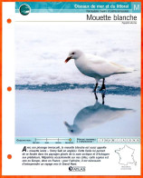 MOUETTE BLANCHE Oiseau Illustrée Documentée  Animaux Oiseaux Fiche Dépliante Animal - Tiere