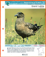 GRAND LABBE Oiseau Illustrée Documentée  Animaux Oiseaux Fiche Dépliante Animal - Animals