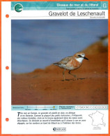 GRAVELOT DE LESCHENAULT Oiseau Illustrée Documentée  Animaux Oiseaux Fiche Dépliante Animal - Tiere
