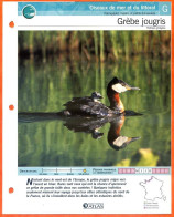 GREBE JOUGRIS Oiseau Illustrée Documentée  Animaux Oiseaux Fiche Dépliante Animal - Dieren