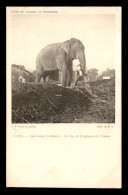 INDE - HYDERABAD - DEKKAN - UN DES QUARANTE ELEPHANTS DU NIZAM - CLICHE DU DOCTEUR DE BEURMANN - India