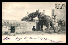 INDE - ELEPHANT FIGHT - Indien