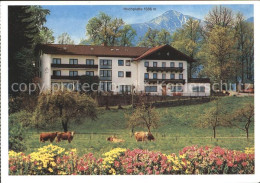 71994673 Westerbuchberg Gasthof Zur Schoenen Aussicht Hochplatte Kuehe Uebersee - Autres & Non Classés