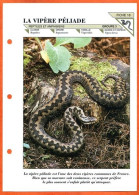 VIPERE PELIADE  Serpent  Animal  Illustrée Documentée Animaux Fiche Dépliante - Tiere
