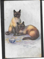 CHATS - Deux Chats Siamois , Bol - Ophelia Billinge - Cats