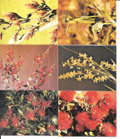 DQ50 - SERIE COMPLETE CARTES SANITARIUM - FLEURS SAUVAGES DE NOUVELLE ZELANDE - WILD FLOWERS OF NEW ZEALAND - Other & Unclassified