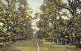 R160737 Old Postcard. Tree Alley. Valentine. 1905 - World