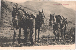 FR66 AMELIE LES BAINS - Xatard - Sur La Route De MONTALBA - Muletier Et Ses Mules - Animée - Belle - Amélie-les-Bains-Palalda