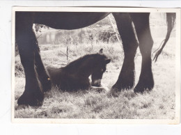 BIEN JOLIE  PHOTO,,,, UN CHEVAL ET SON  PETIT ,TBE,,,, 17 X 12  CM - Autres & Non Classés