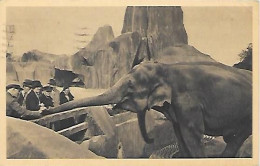 CPA Paris Parc Zoologique Du Bois De Vincennes - Les Eléphants D'Asie - Arrondissement: 12