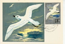 Oiseau Petrel De Gould, Ocean Pacifique Et Antarctique. Belle Carte Maximum - Uccelli