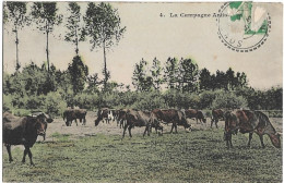 CPA - La Campagne - Cows