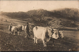 N°3941 W -carte Photo Attelage Boeufs -labourage- - Wagengespanne