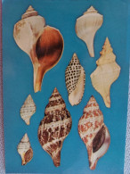 Shells From Nova Scotia To Florida - Other & Unclassified