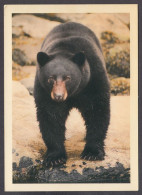 128621/ Black Bear, Vancouver Island - Ours