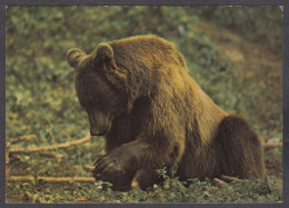 130814/ Ours, Ursus Arctos - Bären