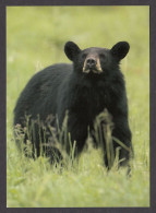 089786/ Ours Noir D'Amérique Du Nord, Black Bear, North American Wildlife - Bears