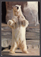 116564/ Ours Blanc, Paris, Parc Zoologique - Bears