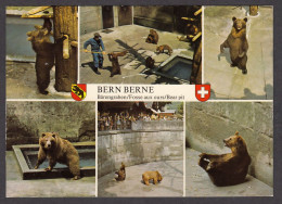 109308/ La Fosse Aux Ours De Berne, Bern, Bärengraben - Ours