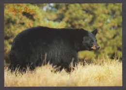 089785/ Ours Noir, Black Bear - Osos