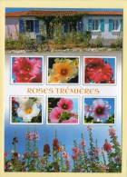 Fleurs : Roses Trémières / Multivues (voir Scan Recto/verso) - Flowers