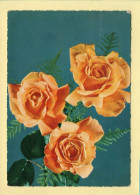 Fleurs : Roses / CPSM (voir Scan Recto/verso) - Flowers