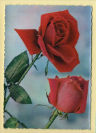 Fleurs : Roses / CPSM (voir Scan Recto/verso) - Flowers