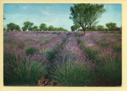 Fleurs : Route De La Lavande / Un Champ Fleuri En Provence (voir Scan Recto/verso) - Flowers